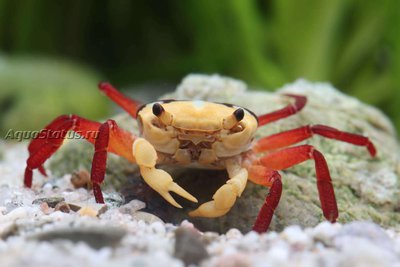 Фото Краб-вампир Желтый ведьмак Yellow witcher Lepidothelphusa sp.  (photo#140661)