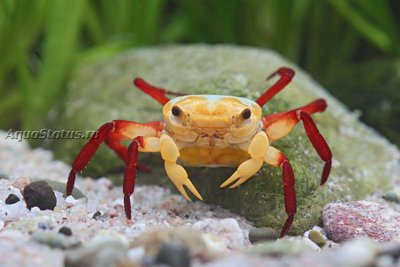 Фото Краб-вампир Желтый ведьмак Yellow witcher Lepidothelphusa sp.  (photo#140662)