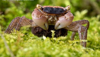 Фото Мраморный краб Metasesarma obesum Вatik Crab  (photo#140676)