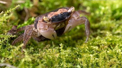 Мраморный краб (Metasesarma obesum/Вatik Crab)