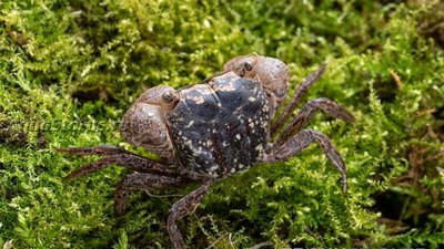 Фото Мраморный краб Metasesarma obesum Вatik Crab  (photo#140678)