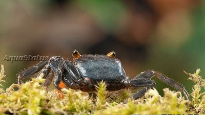 Фото Краб-вампир Banyumas Geosesarma noduliferum  (photo#140682)