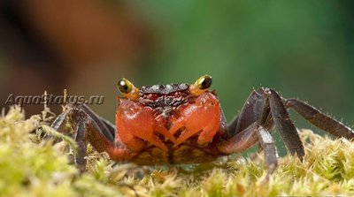 Фото Краб-вампир Banyumas Geosesarma noduliferum  (photo#140683)