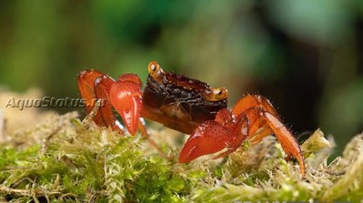 Фото Краб Красный рубин Geosesarma sp. nov. Red Ruby  (photo#140687)