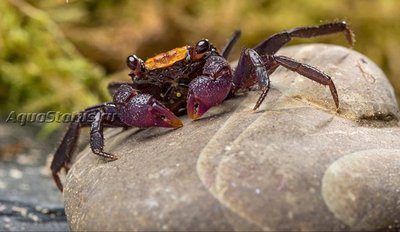 Черноногий краб-вампир (Geosesarma sp. "Black leg")