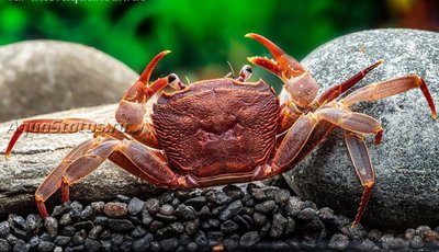 Фото Вишневый товути краб Parathelphusa ferruginea  (photo#140718)