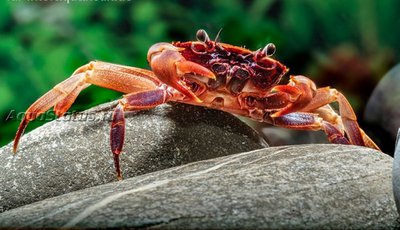 Фото Вишневый товути краб Parathelphusa ferruginea  (photo#140720)