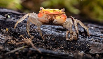 Фото Изумрудный краб Metasesarma spec. Emerald Crab  (photo#140741)