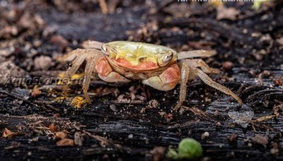 Фото Изумрудный краб Metasesarma spec. Emerald Crab  (photo#140742)