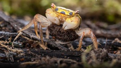 Фото Изумрудный краб Metasesarma spec. Emerald Crab  (photo#140743)