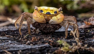 Фото Изумрудный краб Metasesarma spec. Emerald Crab  (photo#140744)