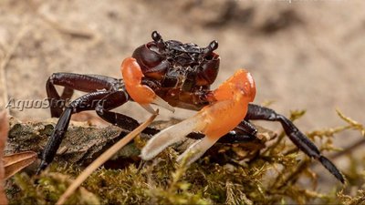 Фото Краб Оранжевая рука Борнео Lepidothelphusa spec. Оrange Arm Borneo  (photo#140776)