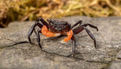 Фото Краб Оранжевая рука Борнео Lepidothelphusa spec. Оrange Arm Borneo  (photo#140778)