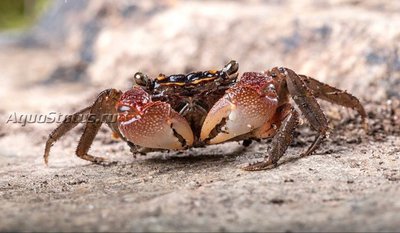 Фото Краб Радужный мангровый Pseudosesarma sp.  (photo#140788)