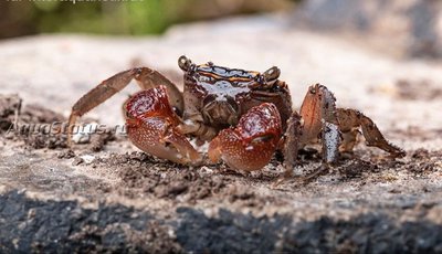 Фото Краб Радужный мангровый Pseudosesarma sp.  (photo#140789)