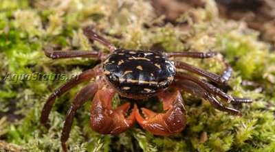 Фото Краб Радужный мангровый Pseudosesarma sp.  (photo#140790)