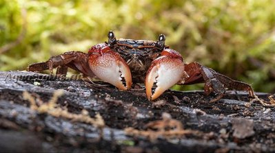 Фото Краб Радужный мангровый Pseudosesarma sp.  (photo#140791)