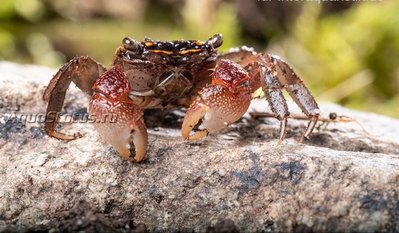 Фото Краб Радужный мангровый Pseudosesarma sp.  (photo#140792)