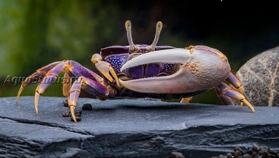 Фото Краб-скрипач европейский Uca tangeri  (photo#140810)