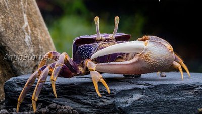 Фото Краб-скрипач европейский Uca tangeri  (photo#140811)