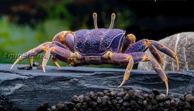 Фото Краб-скрипач европейский Uca tangeri  (photo#140812)