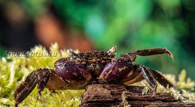 Фото Мангровый краб с пурпурными клешнями, или Краб Фиолетовый коготь Parasesarma sp. Lilac Claw  (photo#140820)