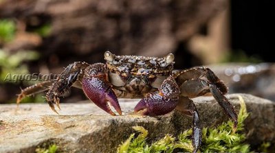 Фото Мангровый краб с пурпурными клешнями, или Краб Фиолетовый коготь Parasesarma sp. Lilac Claw  (photo#140821)