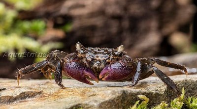 Фото Мангровый краб с пурпурными клешнями, или Краб Фиолетовый коготь Parasesarma sp. Lilac Claw  (photo#140822)