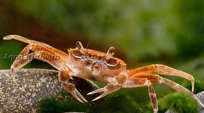 Фото Краб Малили Nautilohelphusa zimmeri  (photo#140830)