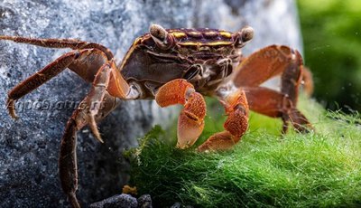 Фото Краб мангровый Perisesarma eumolpe  (photo#140831)