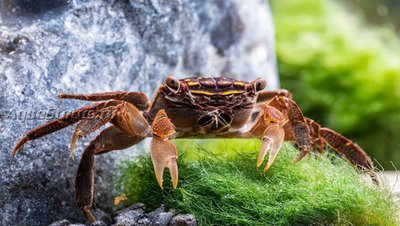 Краб мангровый (  Perisesarma eumolpe)