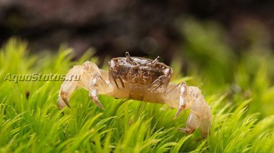 Фото Краб-призрак карликовых Potamocypoda pugil  (photo#140833)