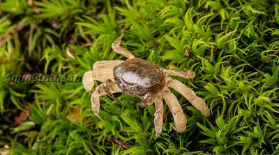 Фото Краб-призрак карликовых Potamocypoda pugil  (photo#140834)