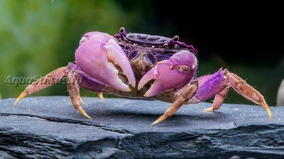 Фото Краб-паук фиолетовый Neosarmatium sp. Purple  (photo#140887)