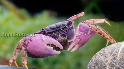 Фото Краб-паук фиолетовый Neosarmatium sp. Purple  (photo#140888)