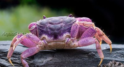 Фото Краб-паук фиолетовый Neosarmatium sp. Purple  (photo#140889)