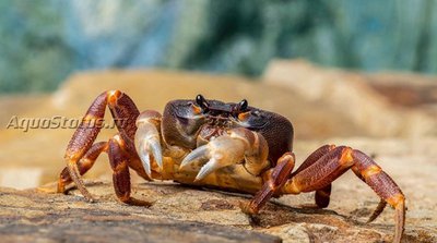 Фото Крабы в акватеррариуме (photo#140894)