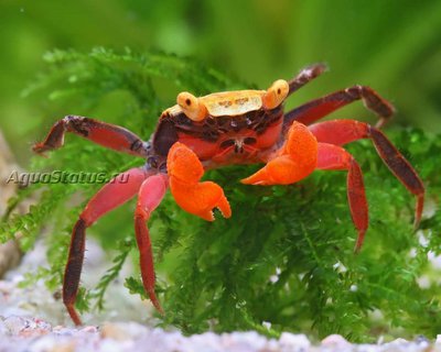 Фото Краб-вампир Золотая вершина Geosesarma sp.  (photo#140982)