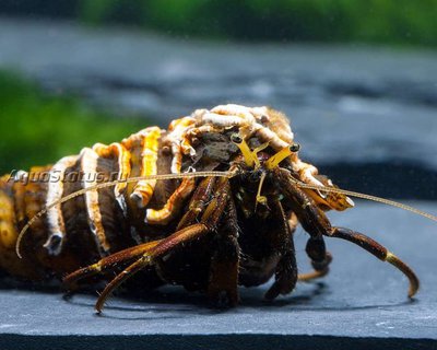 Фото Африканский рак-отшельник Clibanarius africanus  (photo#140993)