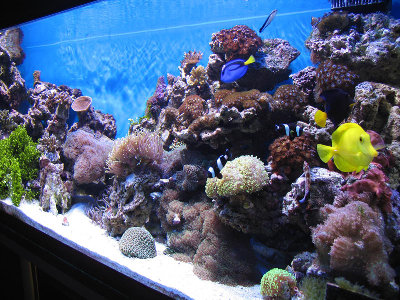 Фото Мои морские аквариумы Илья  (photo#141)