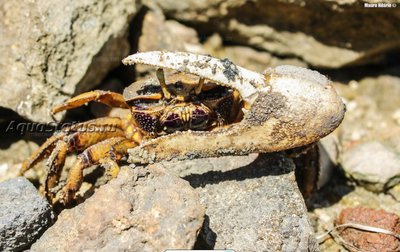 Фото Европейский краб-скрипач Afruca tangeri  (photo#141019)