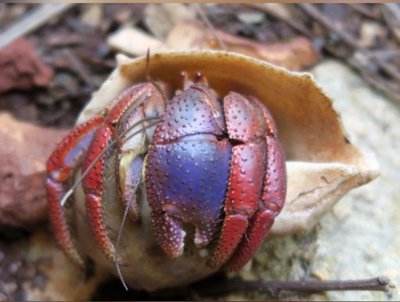 Фото Рак-отшельник карибский наземный Coenobita clypeatus  (photo#141025)