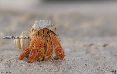 Фото Рак-отшельник земляничный Coenobita perlatus  (photo#141027)