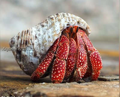 Фото Рак-отшельник земляничный Coenobita perlatus  (photo#141029)