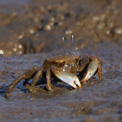 Фото Австралийский краб-сторож Маcrophthalmus setosus  (photo#141065)