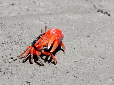 Краб-скрипач (Tubuca flammula)