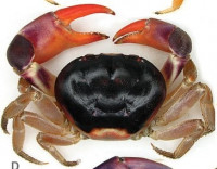 Черноспинный наземный краб (Gecarcinus lateralis)