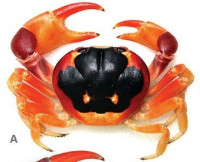 Черноспинный наземный краб (Gecarcinus lateralis)