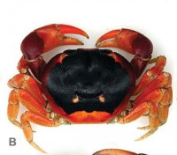 Черноспинный наземный краб (Gecarcinus lateralis)