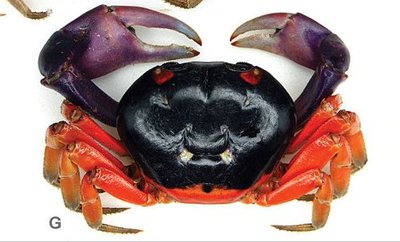 Фото Черноспинный наземный краб Gecarcinus lateralis  (photo#141122)